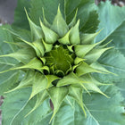 SunFill™ Green Sunflower