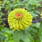 Zinnia Benary Giant Lime