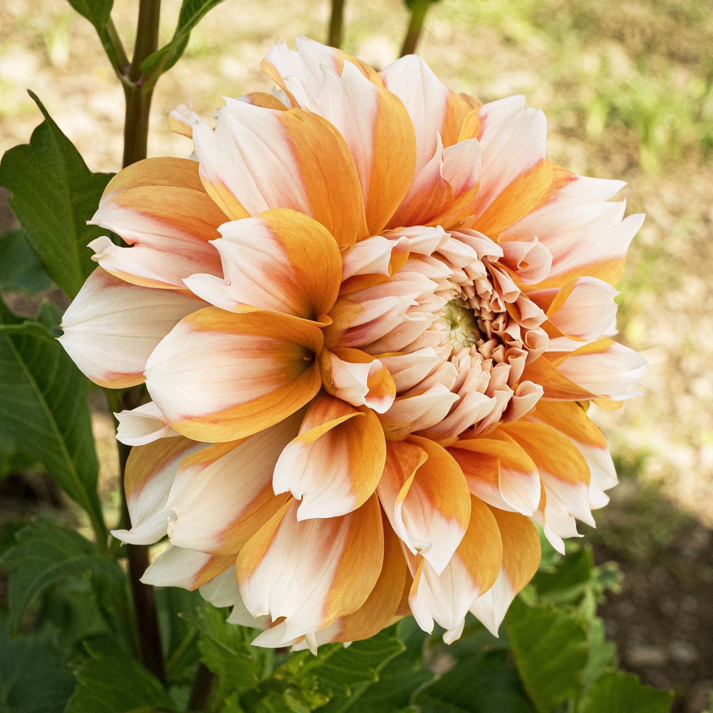 Hollyhill Orange Ice Dahlia