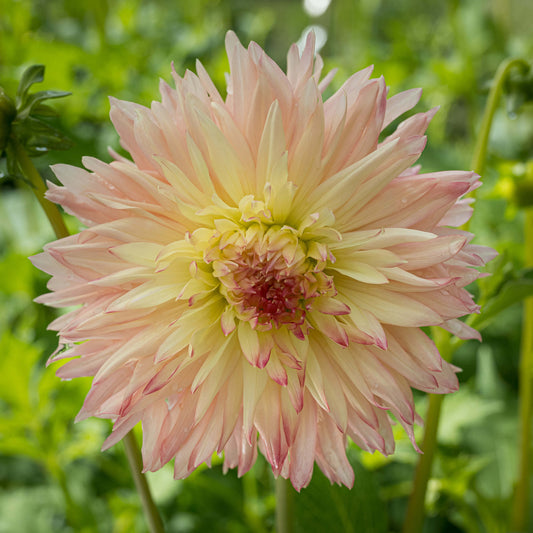 Hapet Champagne Dahlia