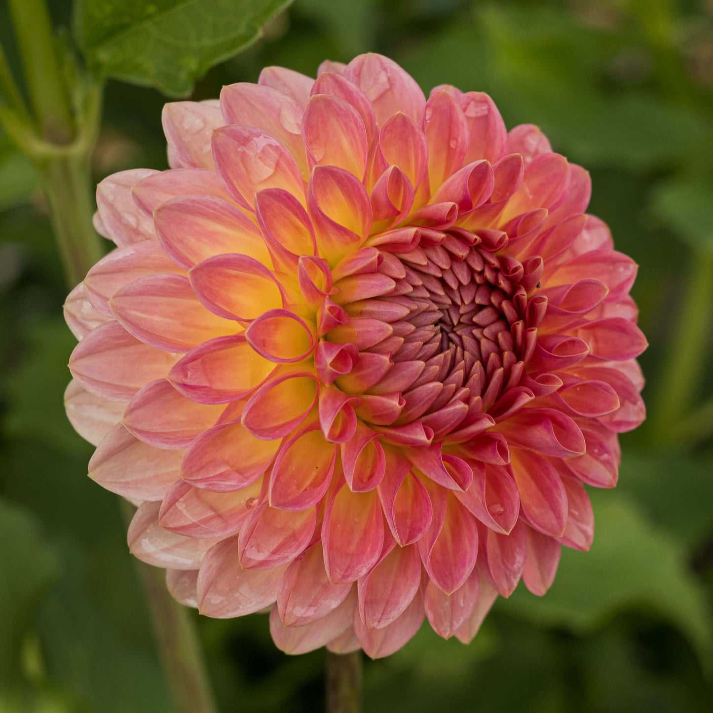 Hillcrest Suffusion Dahlia