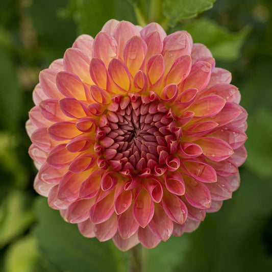 Hillcrest Suffusion Dahlia