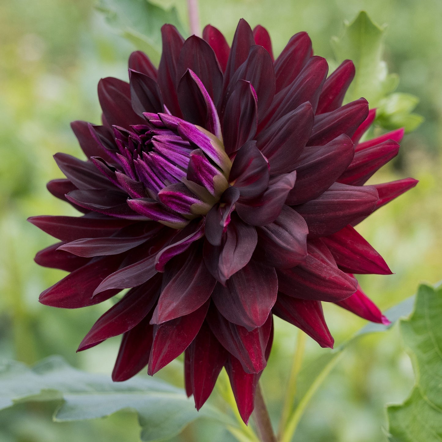 Hollyhill Black Beauty Dahlia