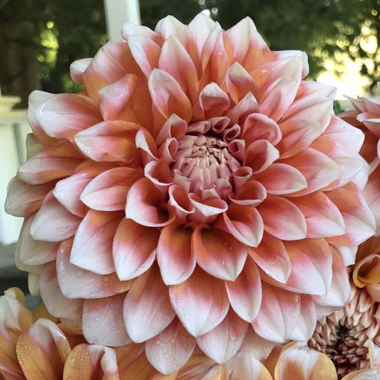 Hollyhill Orange Ice Tuber