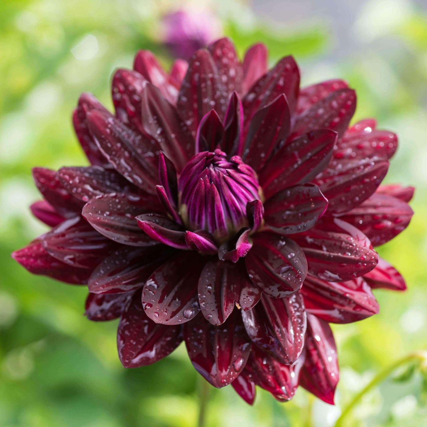 Hollyhill Black Beauty Dahlia