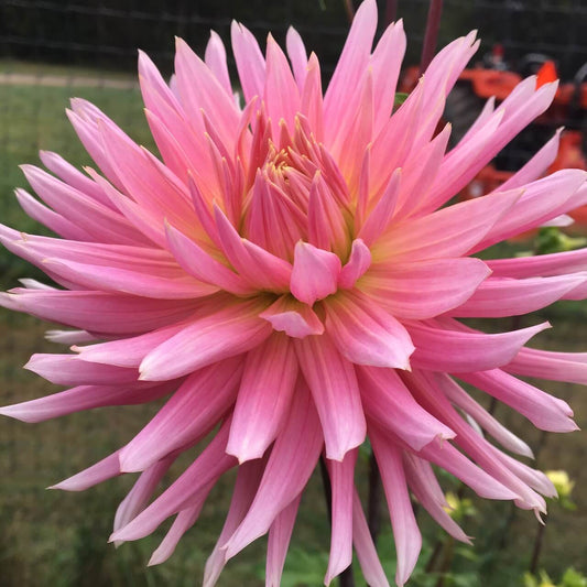 Hollyhill Cotton Candy Tuber