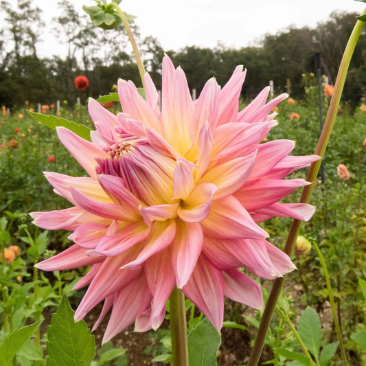 Hollyhill Finlandia Dahlia