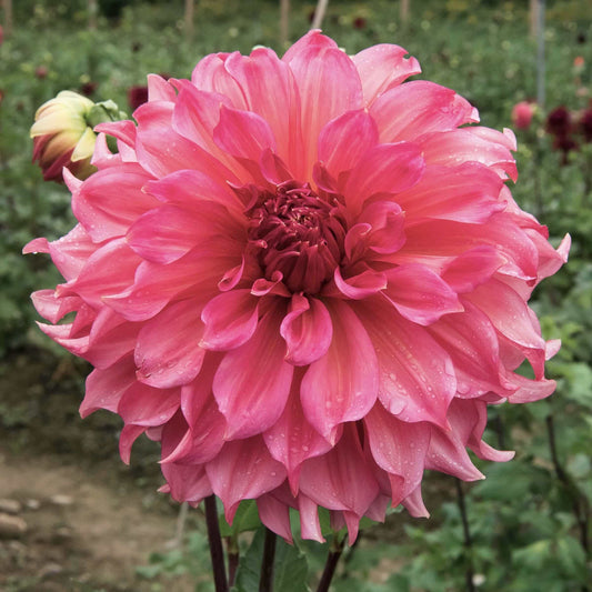 Islander Dahlia