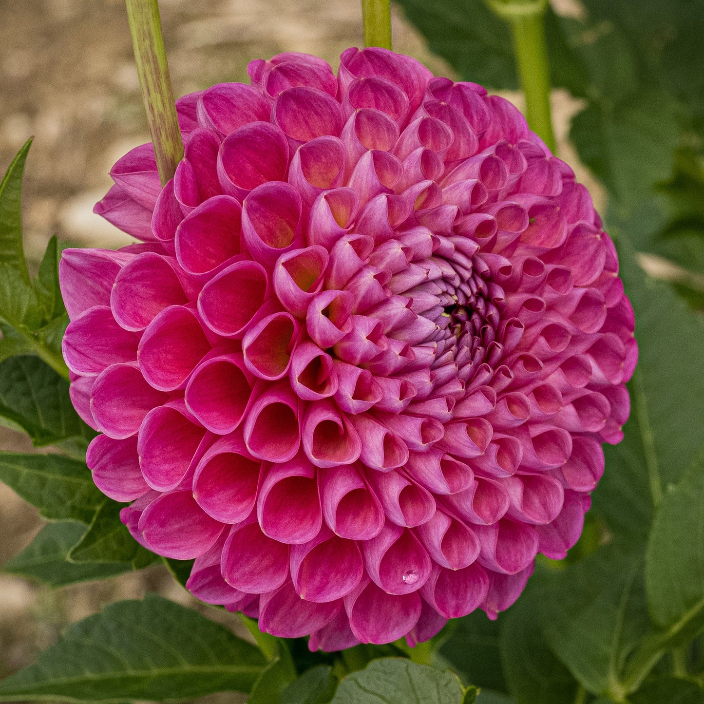 Jowey Frambo Dahlia