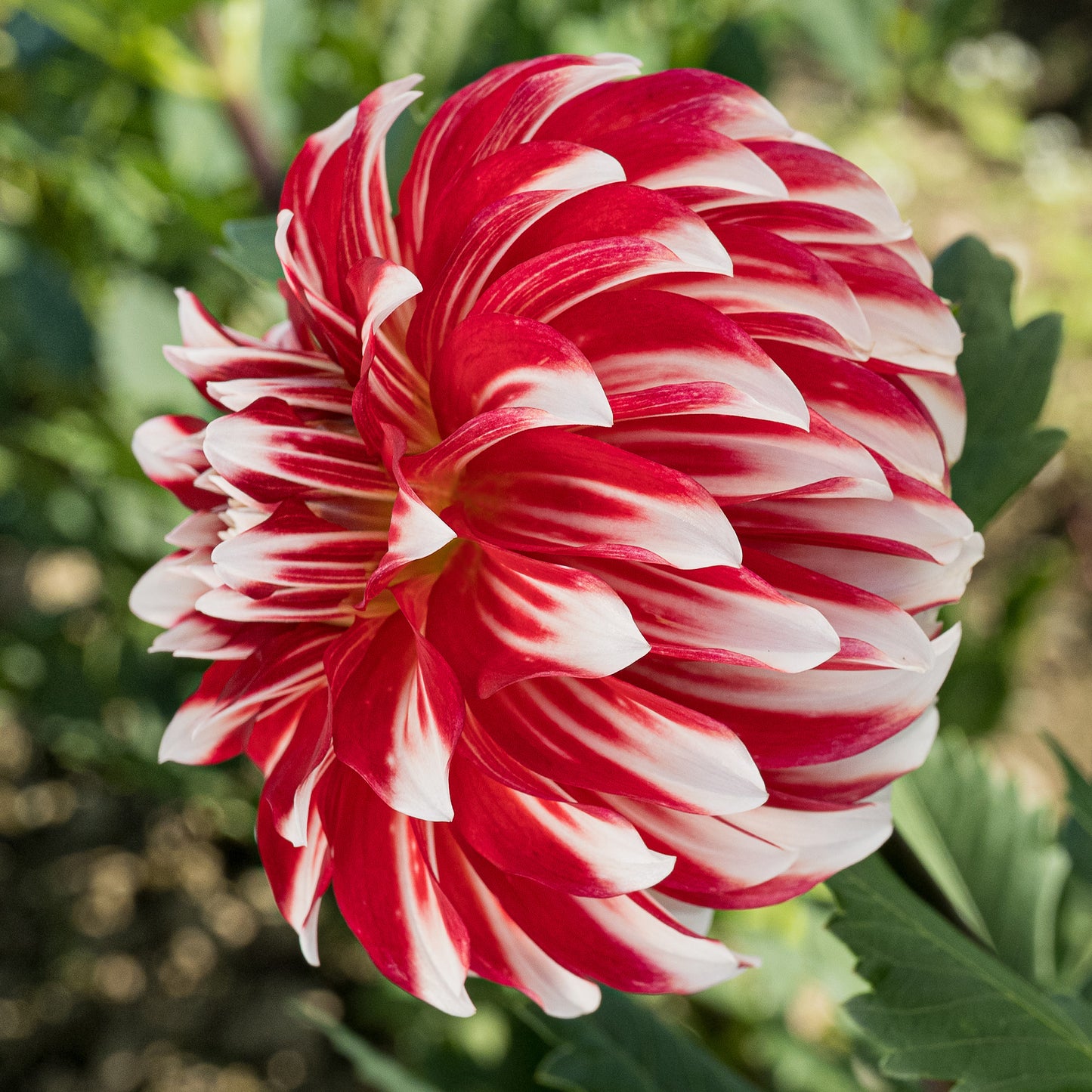 Myrtle's Brandy Tuber