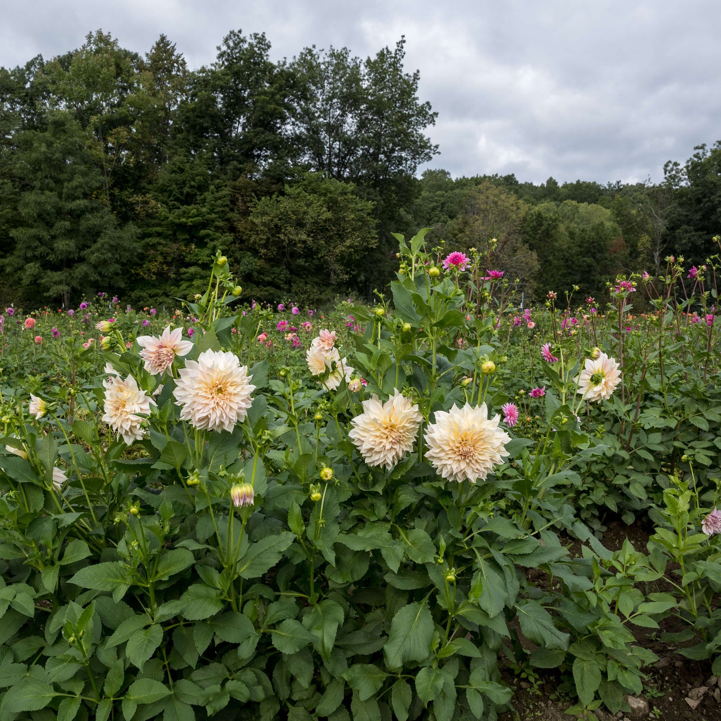 Fall Farm Tour and Dahlia Workshops