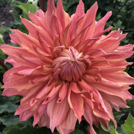 Hamari Gold Dahlia