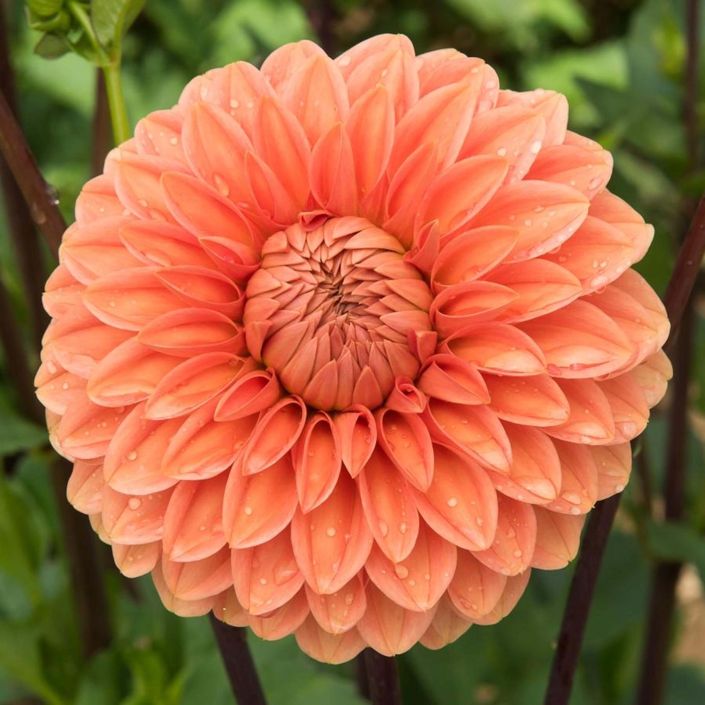 Rossendale Peach Dahlia – Bear Creek Farm