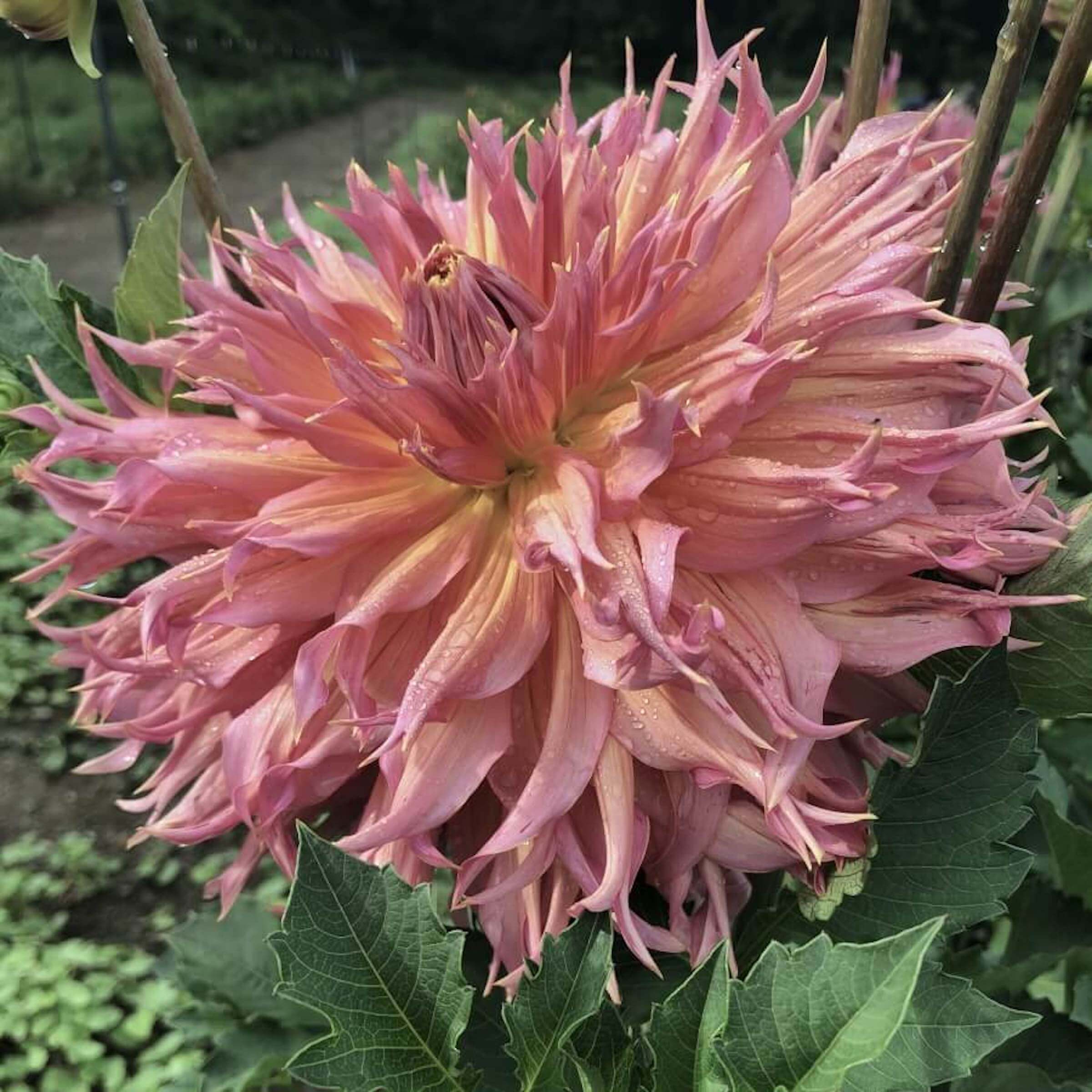 Omega Dahlia Bear Creek Farm