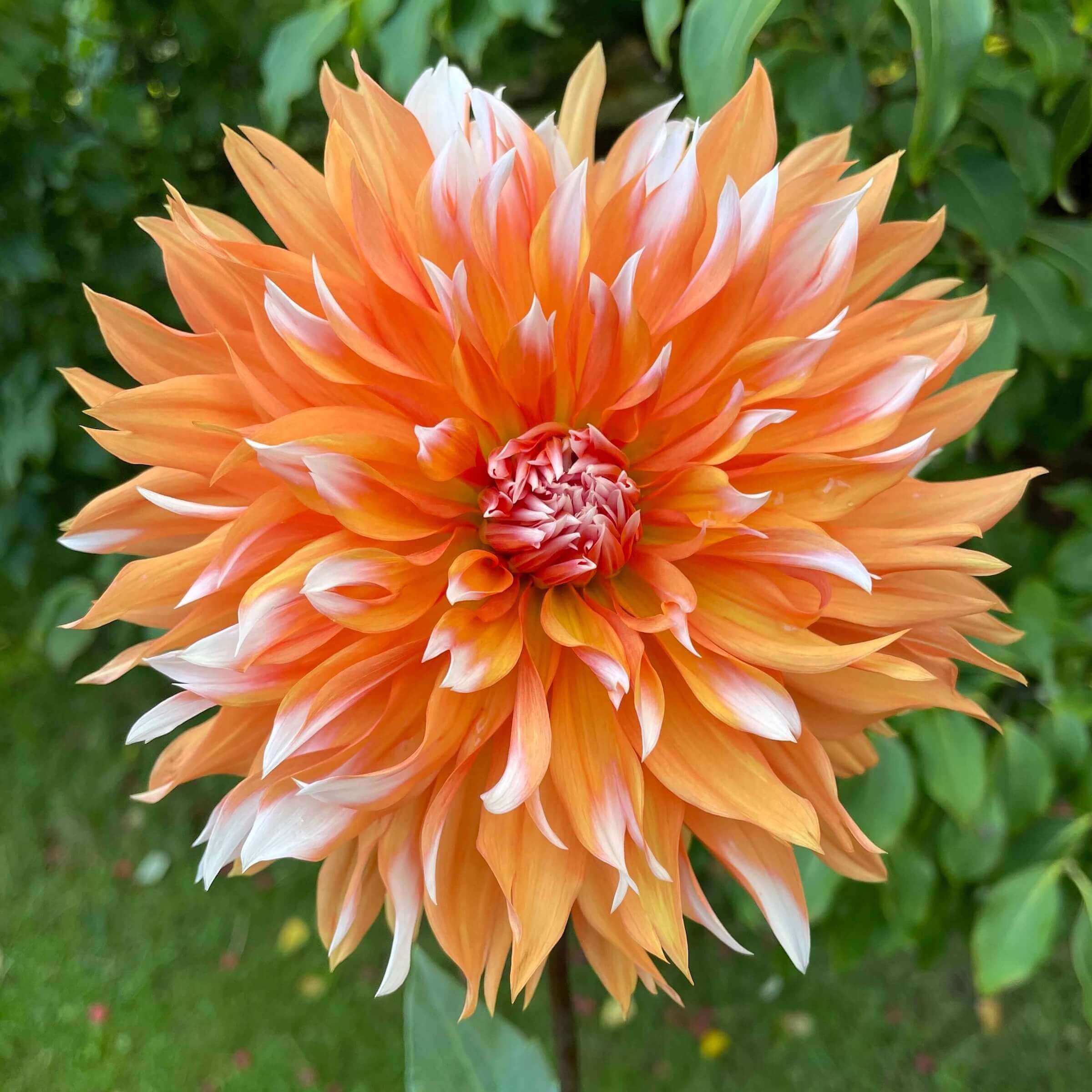 Orange N Snow Dahlia Bear Creek Farm