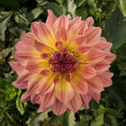 Papageno Tuber