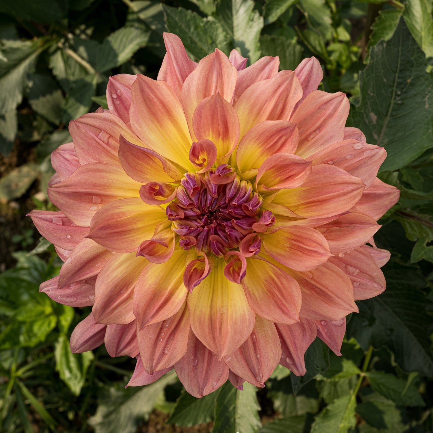 Papageno Tuber