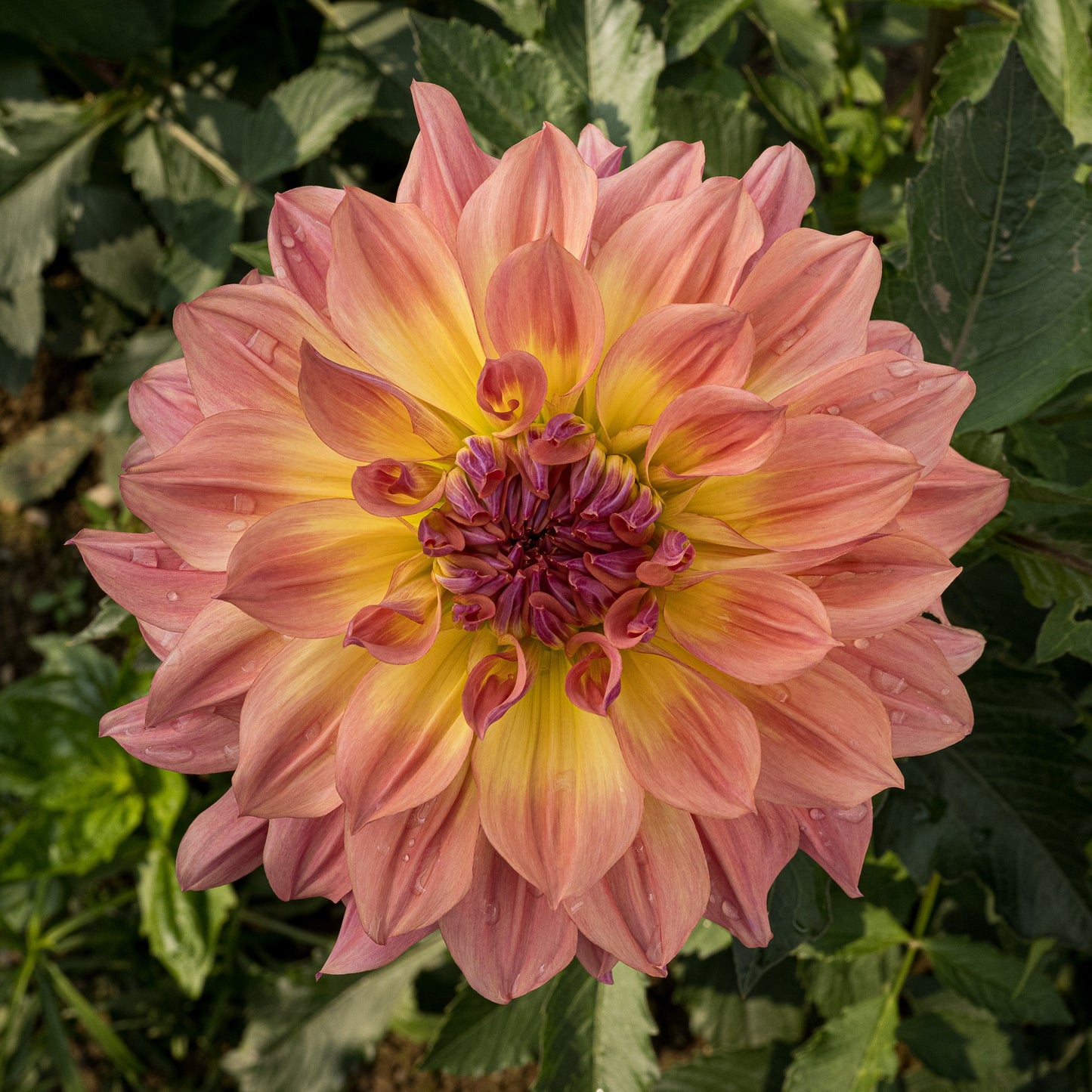 Papageno Dahlia