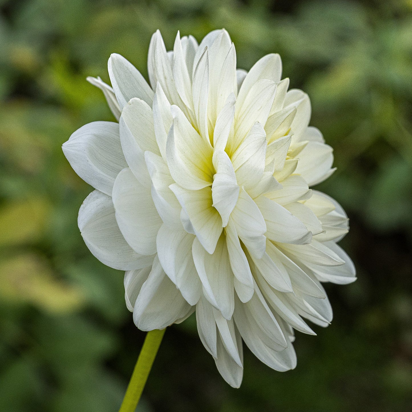 Peace Pact Dahlia