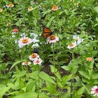 Zinnia Zinderella Peach