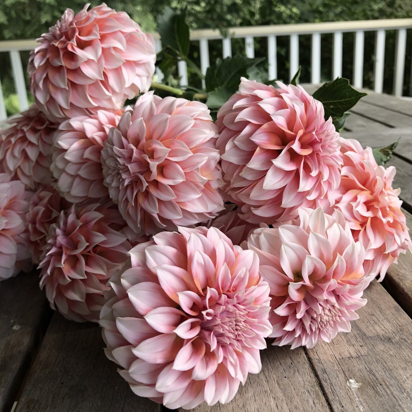 Fall Farm Tour and Dahlia Workshops