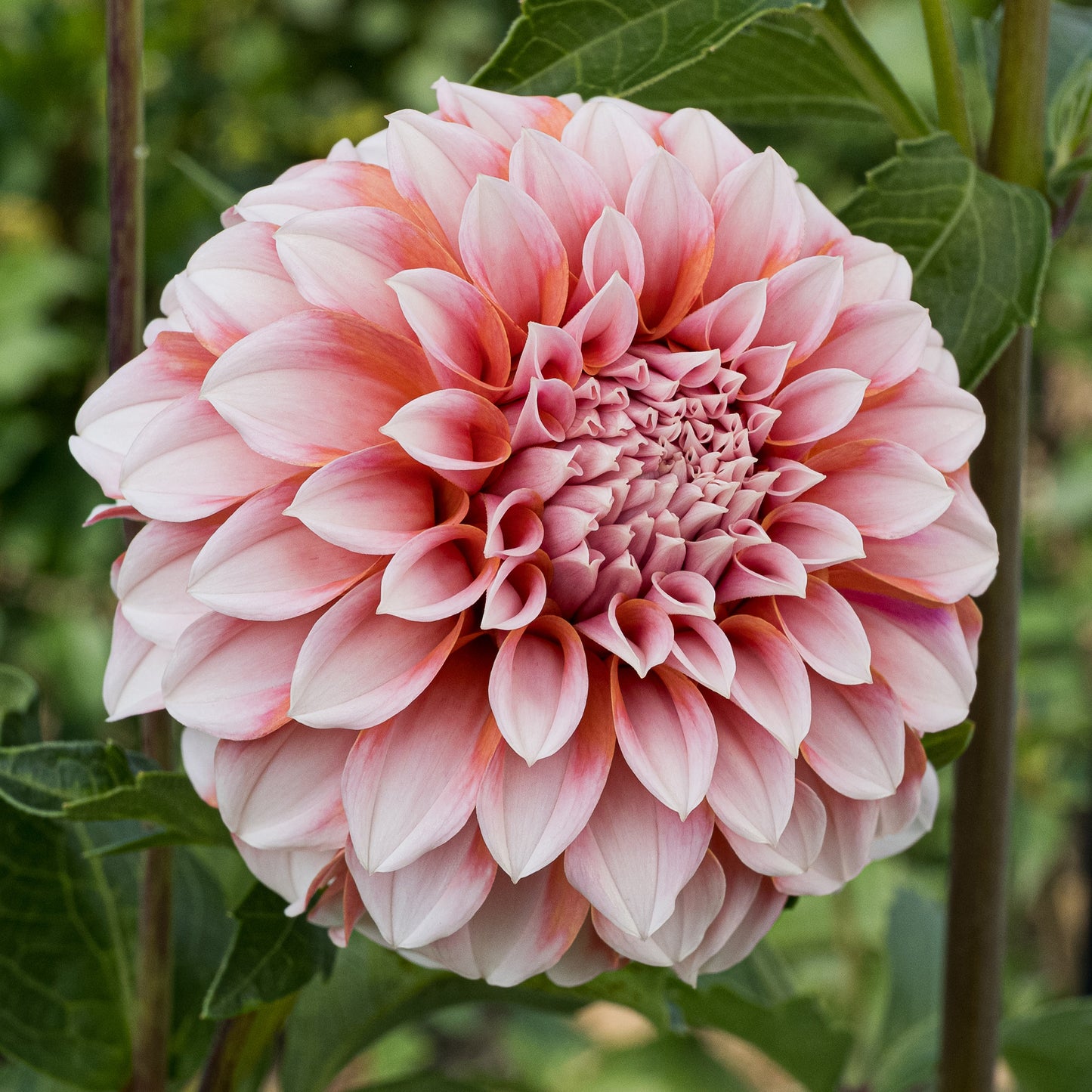 Peaches ‘n’ Cream Tuber