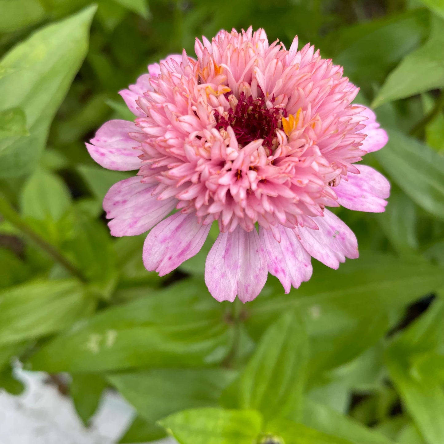 Zinnia Zinderella Peach