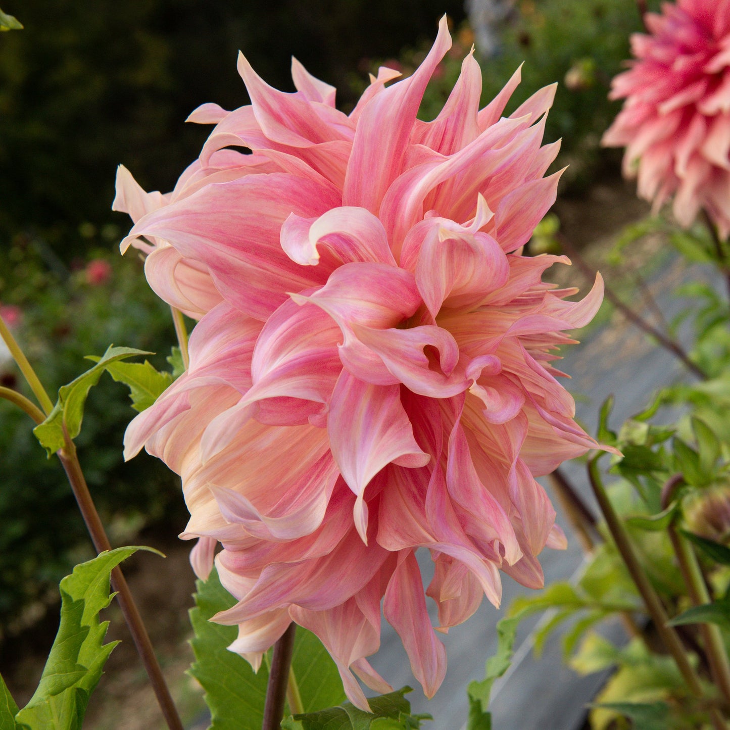 Penhill Watermelon Dahlia