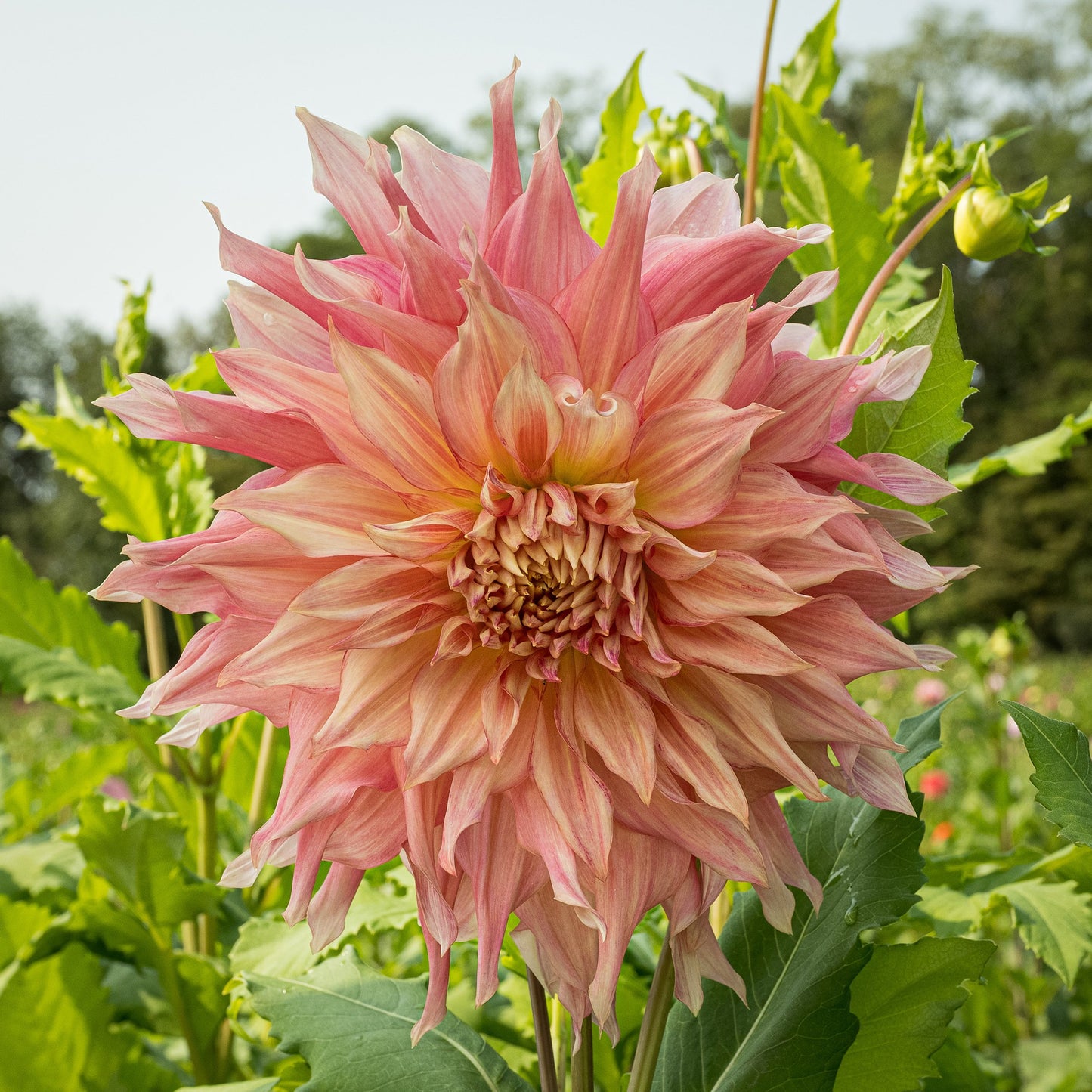 Penhill Watermelon Dahlia