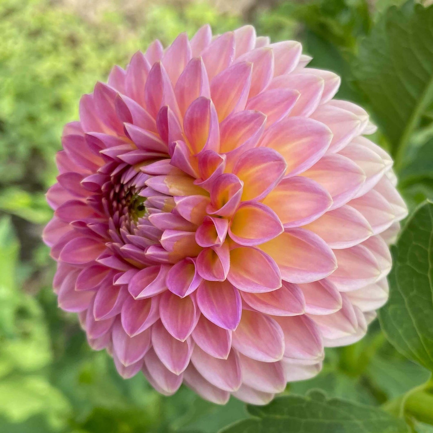 Pink Suffusion Dahlia