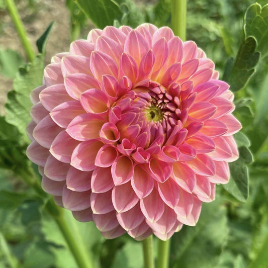 Pink Suffusion Dahlia