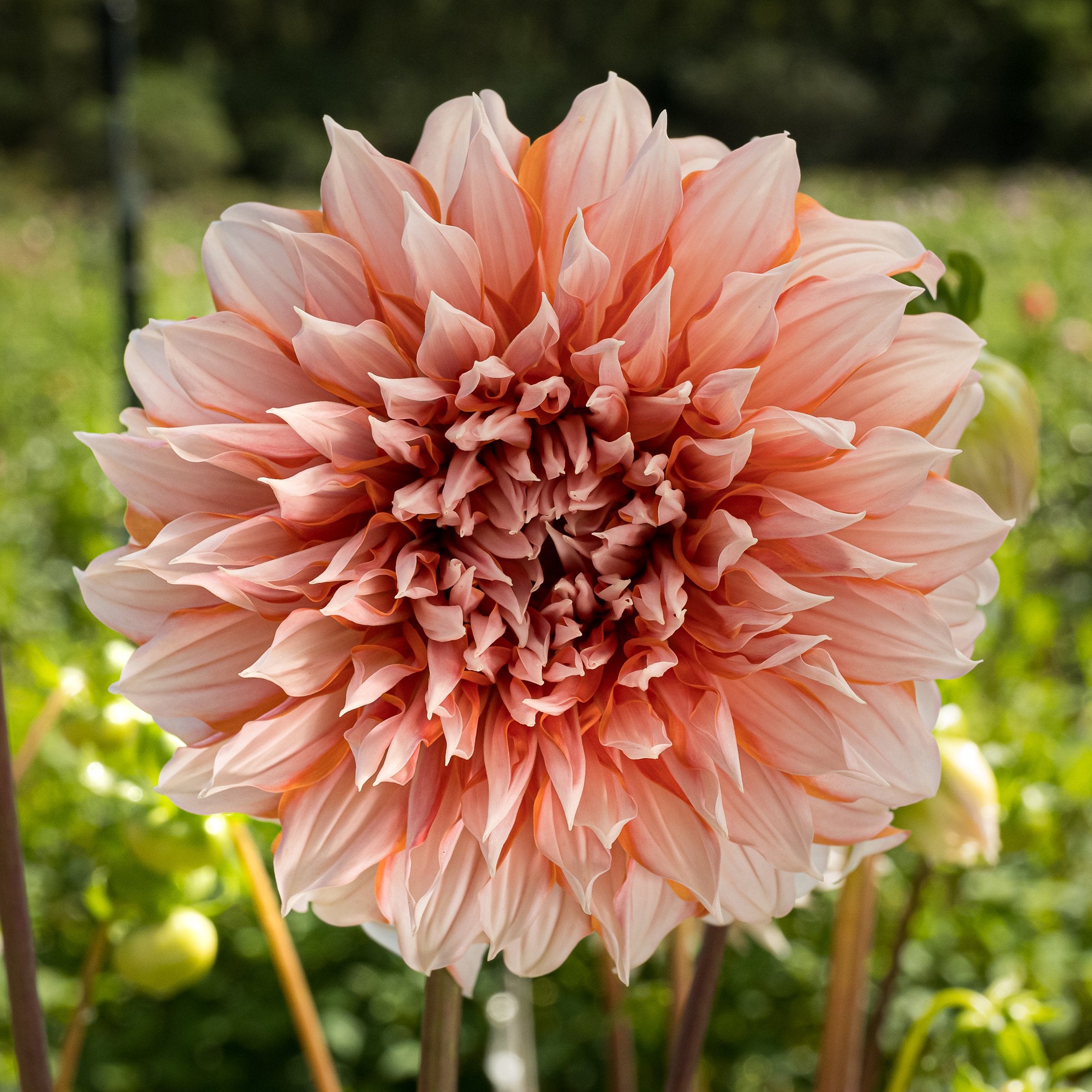 Princess Beatrix Dahlia Bear Creek Farm