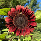 ProCut® Red Sunflower