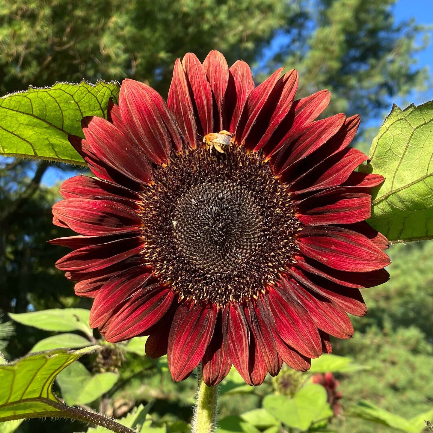 ProCut® Red Sunflower