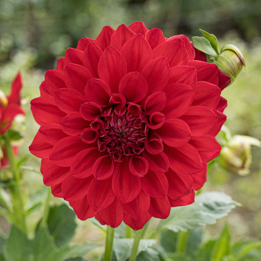 Ruby Foss Dahlia