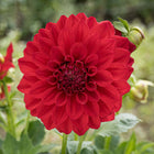 Ruby Foss Tuber