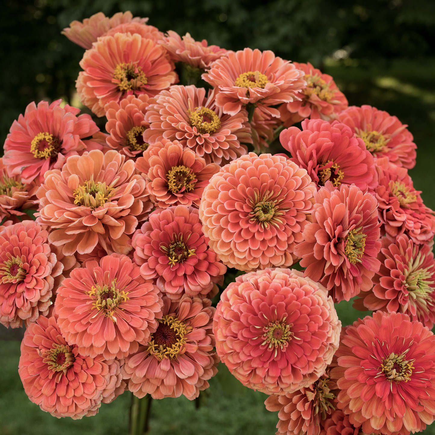 Zinnia Benary Giant Salmon Rose