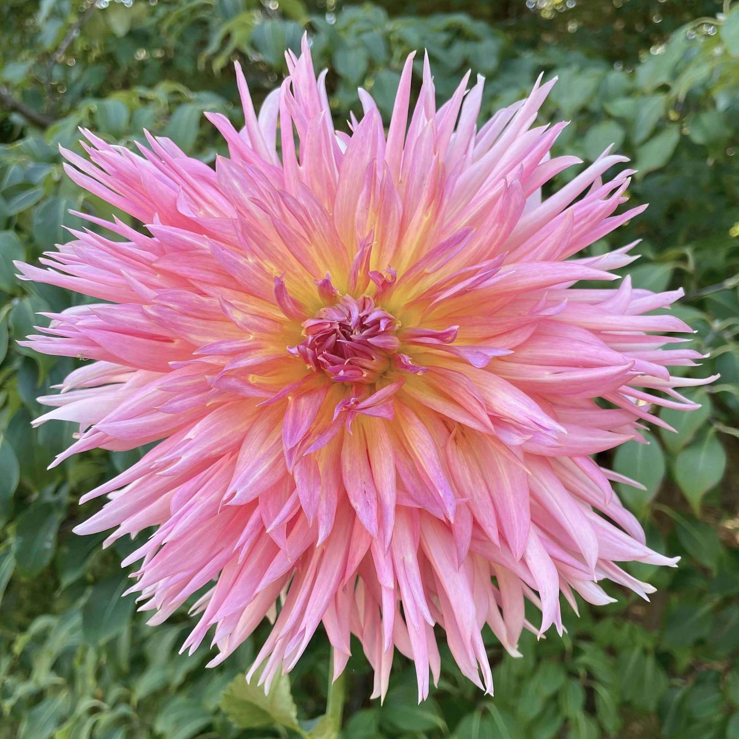 Shaggy Chic Dahlia