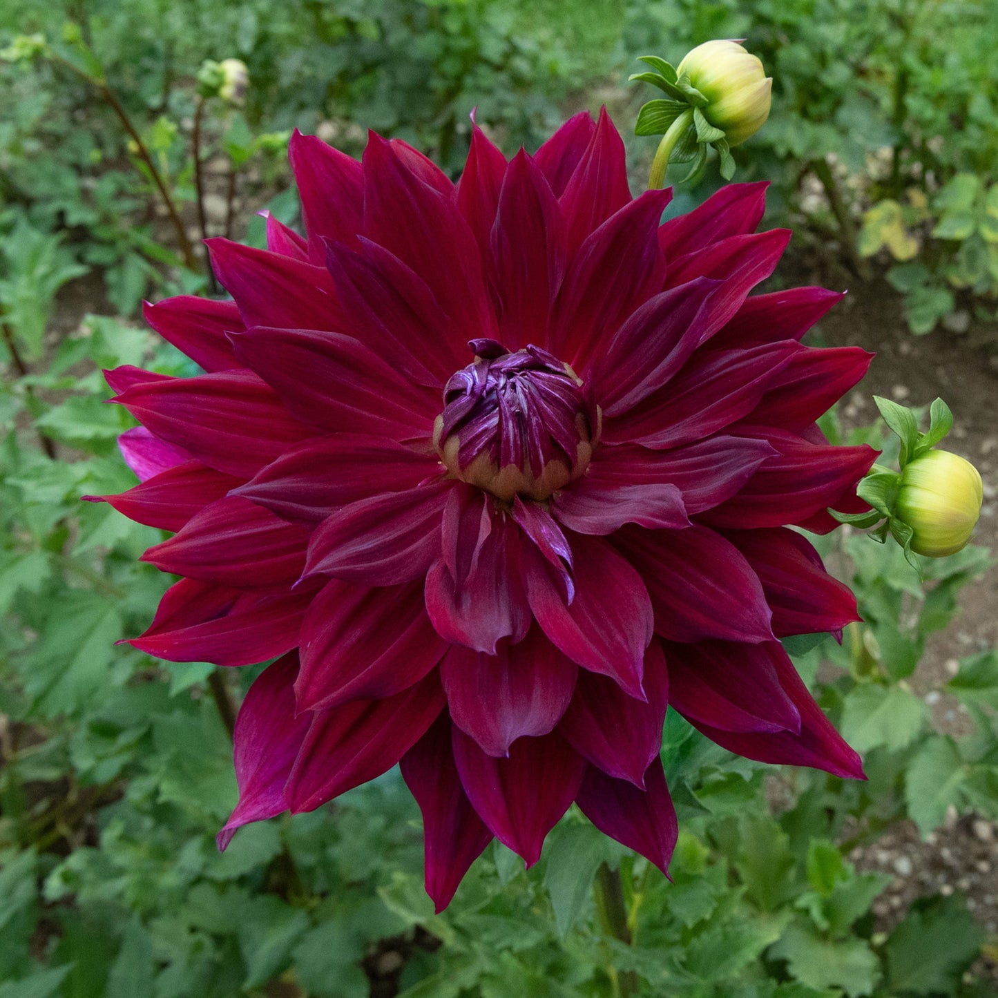 Shockwave Dahlia