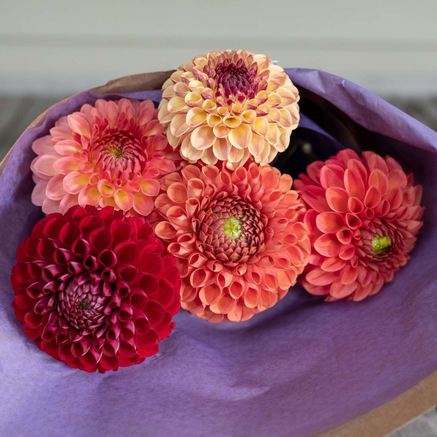 CSA Dahlias