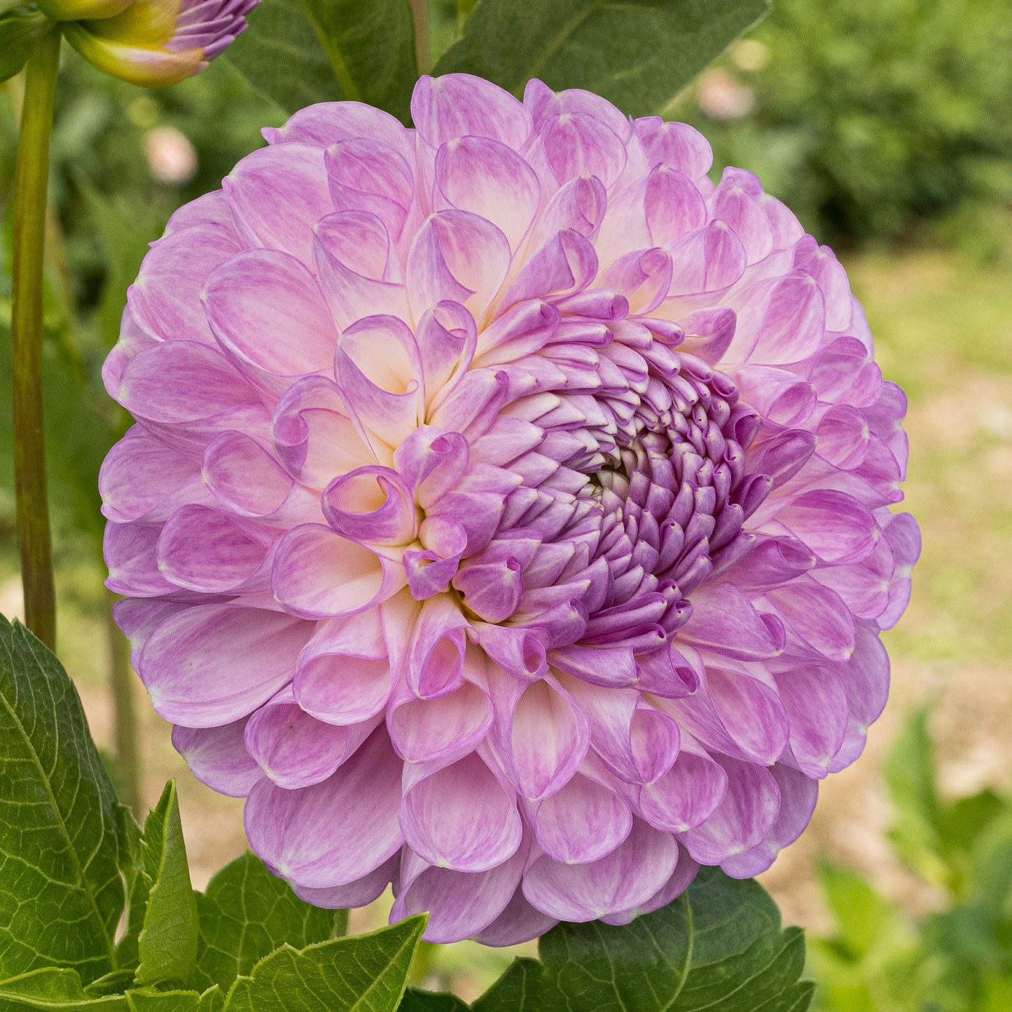 Snoho Sonia Dahlia
