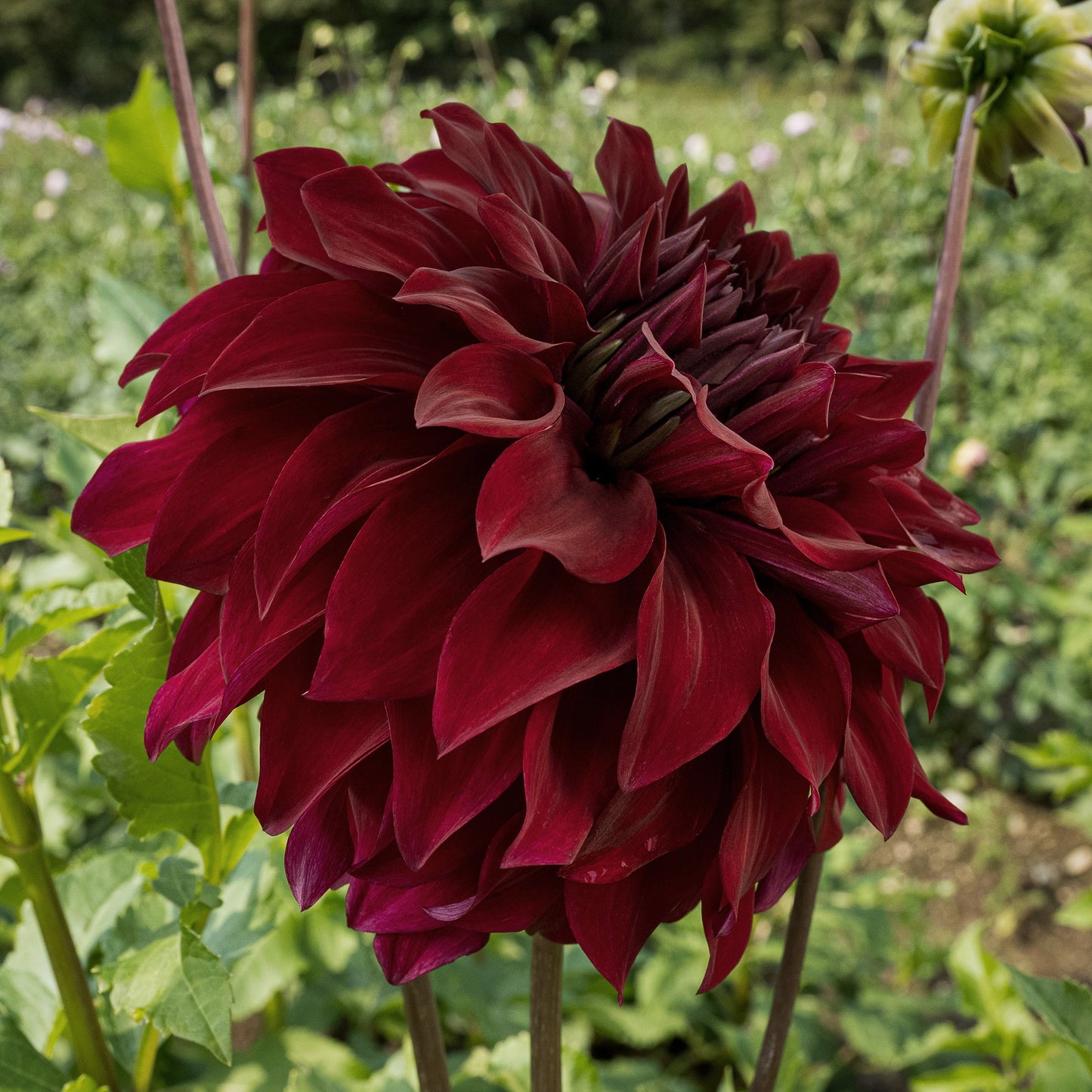 Spartacus Dahlia