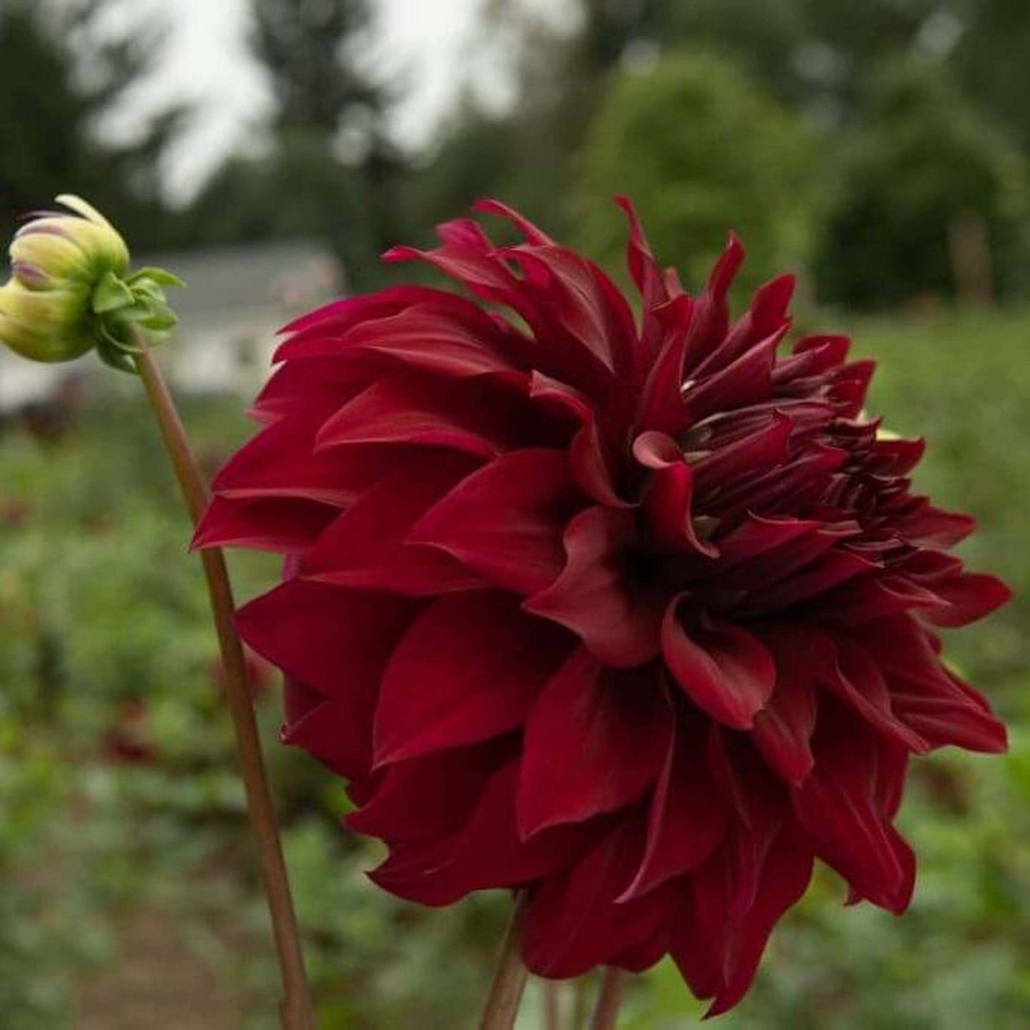 Spartacus Dahlia