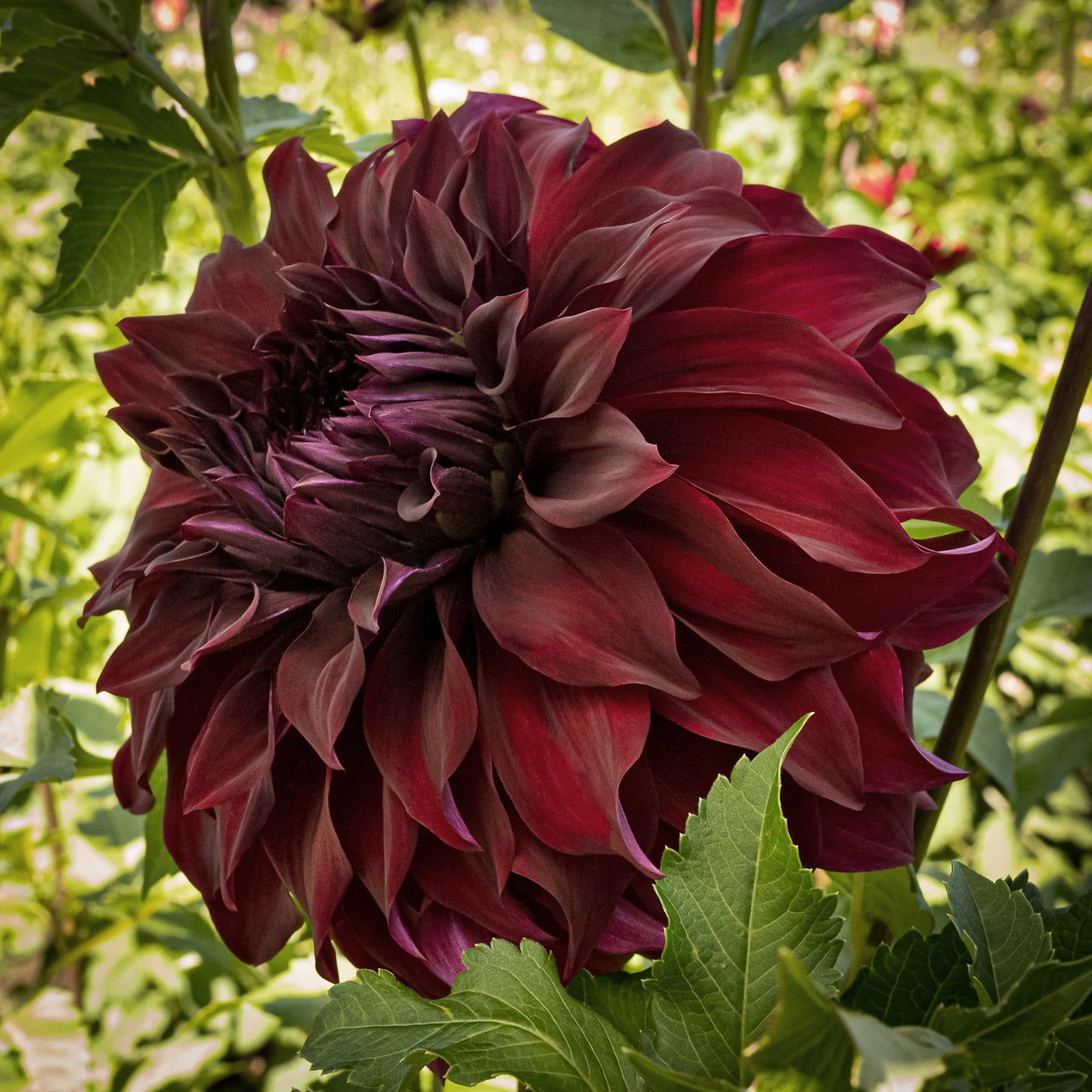 Spartacus Dahlia