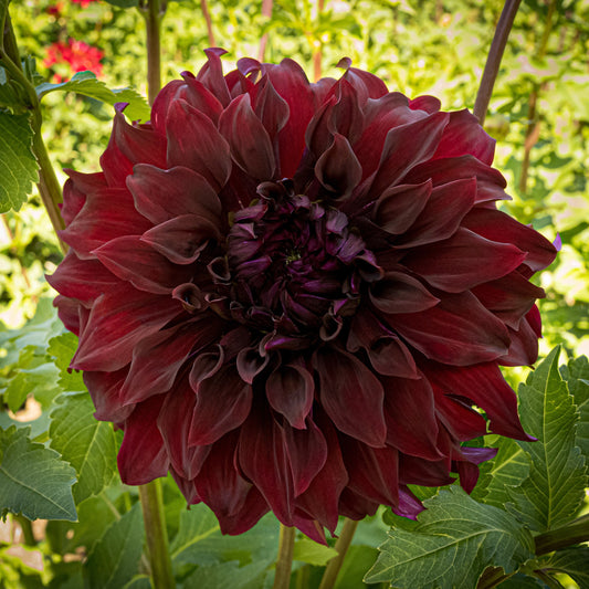 Spartacus Dahlia