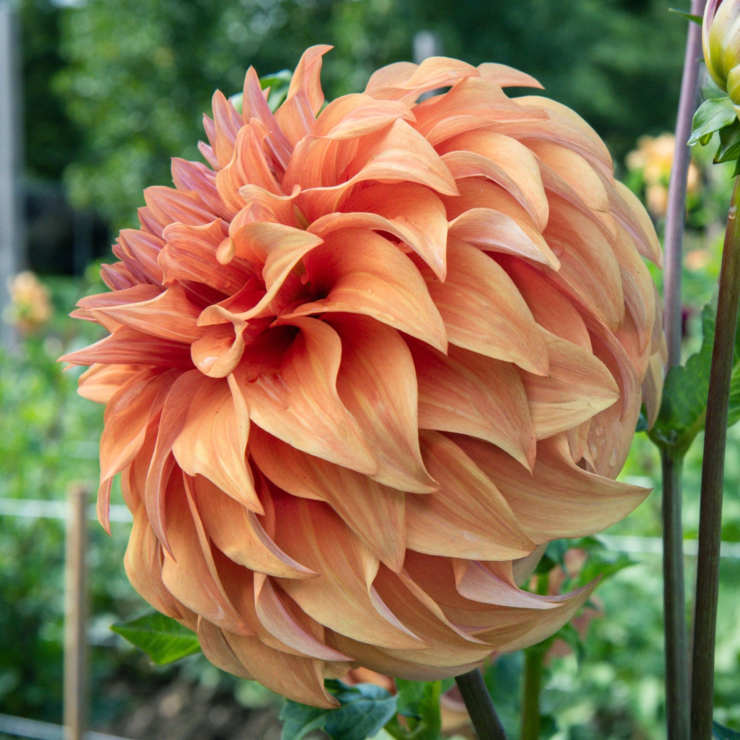Steve Meggos Dahlia