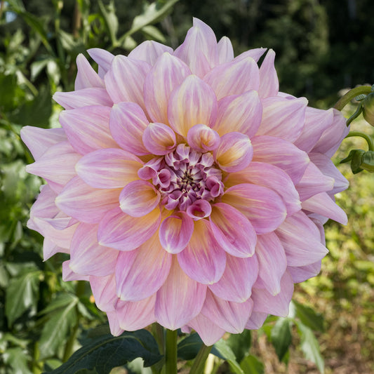 Strawberry Ice Dahlia
