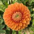 Sylvia Maarn Tuber