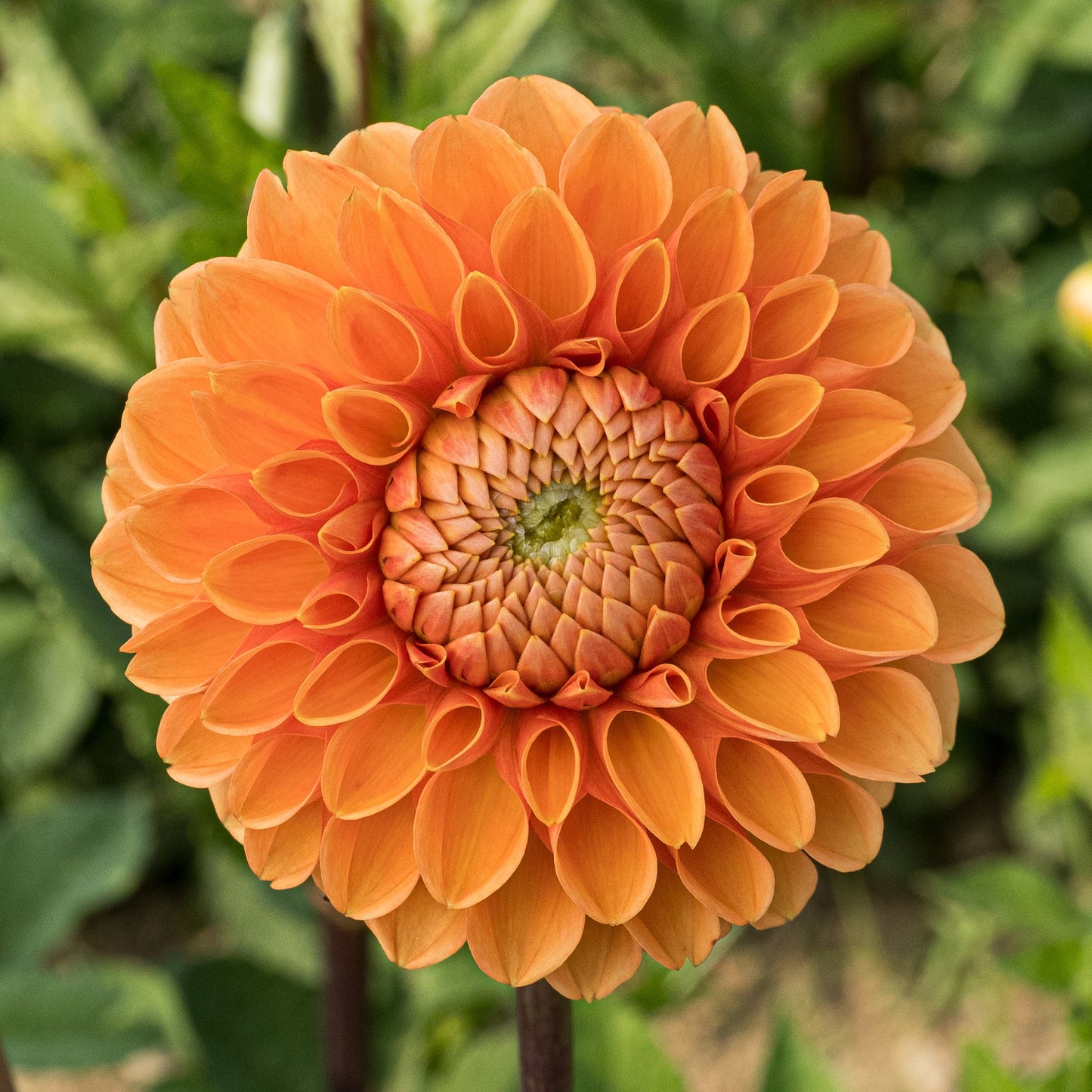 Sylvia Maarn Dahlia