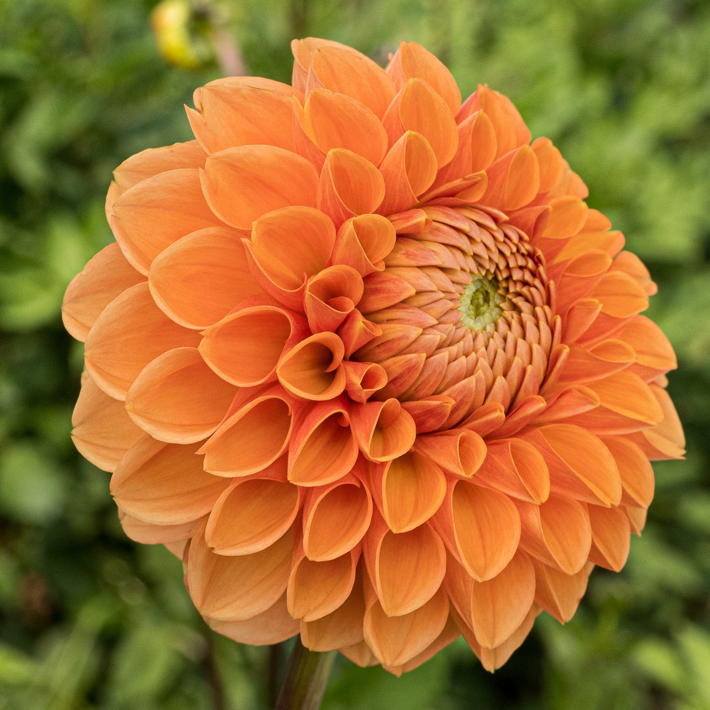 Sylvia Maarn Dahlia